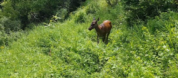 Нарындан Жалал-Абадга жер которгон маралдар. Тарыхый видео - Sputnik Кыргызстан