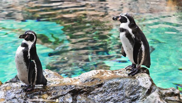 Самец и самка пингвинов Гумбольдта. Архивное фото - Sputnik Кыргызстан