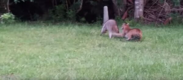 Схватка отважного енота и рыси попала на видео Схватка отважного енота и рыси попала на видео - Sputnik Кыргызстан