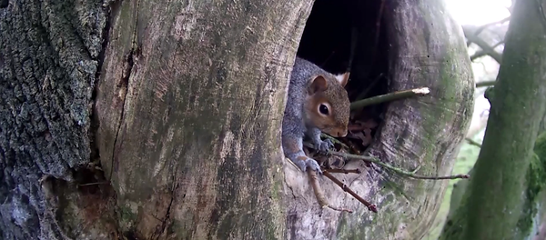 Чык эшикке! Тыйын чычкан үкүнү кууп чыккан видео - Sputnik Кыргызстан