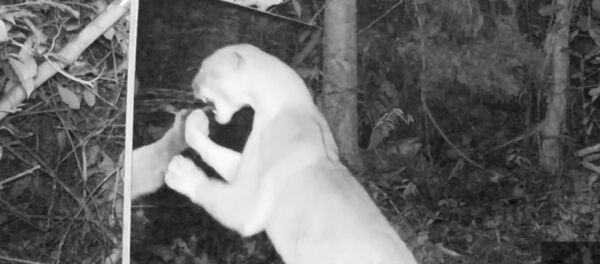 Как животные в лесу реагируют на отражение в зеркале. Видео - Sputnik Кыргызстан