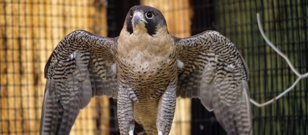 Московский зоопарк - Sputnik Кыргызстан