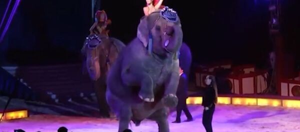 Слониха упала на зрителей во время выступления в цирке. Видео - Sputnik Кыргызстан