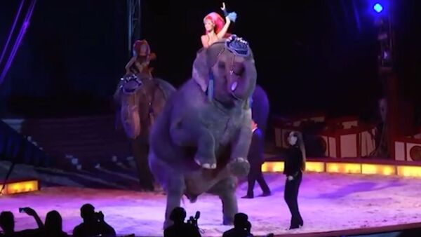 Слониха упала на зрителей во время выступления в цирке. Видео - Sputnik Кыргызстан
