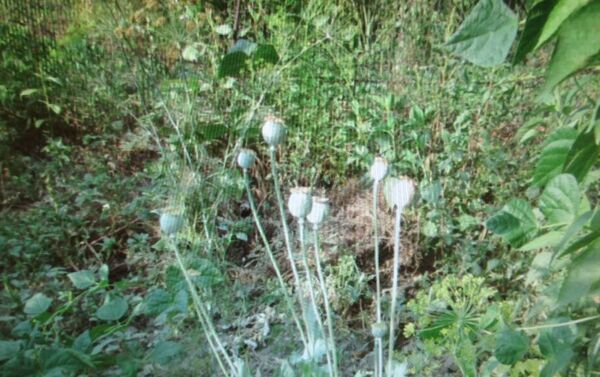 В огороде 67-летней женщины найдены кусты опиумного мака - Sputnik Кыргызстан