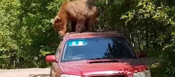 Эшигин талкалап салды! Эки жашар аюунун автоунаадагы кылыгы. Видео Эшигин талкалап салды! Эки жашар аюунун автоунаадагы кылыгы. Видео - Sputnik Кыргызстан