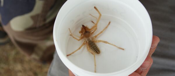 Крупные паукообразные сольпуги (фаланги) - Sputnik Кыргызстан