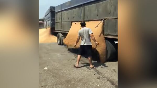 Буудай ташып бараткан айдоочунун полицияга ачуусу келген видеосу - Sputnik Кыргызстан