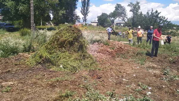 Сейчас в Караколе создаются спецбригады, проходят субботники для госслужащих. Все эти люди уничтожают коноплю. Сейчас в Караколе создаются спецбригады, проходят субботники для госслужащих. Все эти люди уничтожают коноплю.