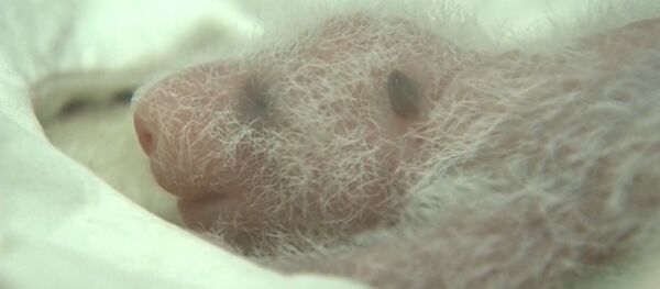 Детеныши китайской панды - Sputnik Кыргызстан