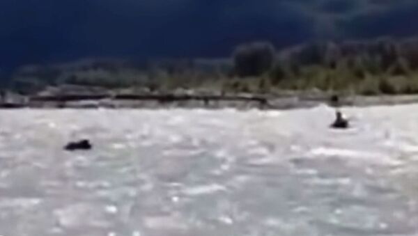 Мужчина в лодке чудом спасся от медведя гризли — пугающее видео - Sputnik Кыргызстан