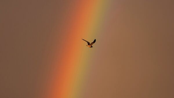 Чайка летит на фоне радуги - Sputnik Кыргызстан