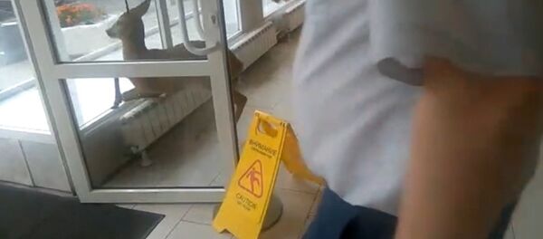 Эликтин чаарчыгы Москвадагы автосалонго кирип чаң-тополоң салды. Видео - Sputnik Кыргызстан