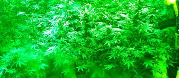 Обнаружение нарколобатории в Бишкеке - Sputnik Кыргызстан