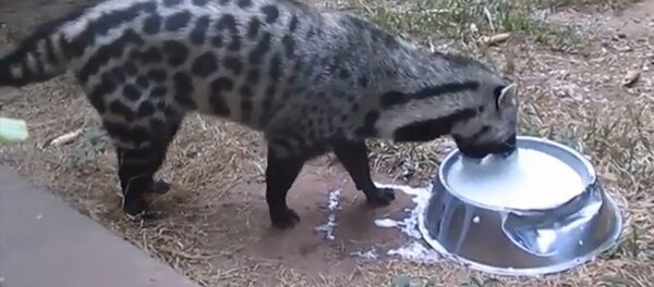 Животное, похожее на смесь леопарда, барсука, гиены и енота, странным образом пьет молоко - Sputnik Кыргызстан