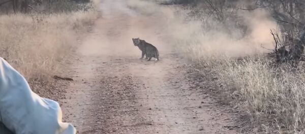 Леопард вмешался в драку двух антилоп, но остался ни с чем. Видео Леопард вмешался в драку двух антилоп, но остался ни с чем. Видео - Sputnik Кыргызстан