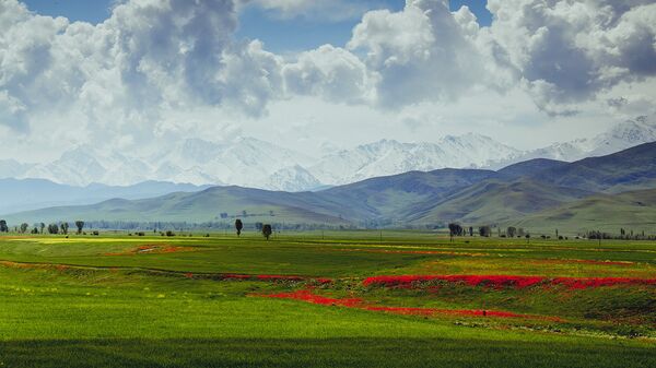 Маковые поля вблизи села Кара-Булак Лейлекского района. Архивное фото - Sputnik Кыргызстан