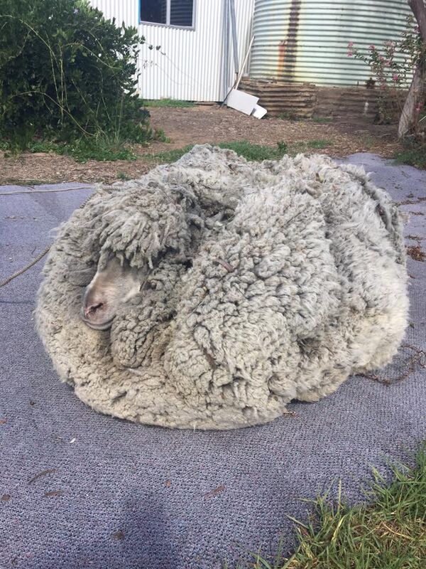 Баран по прозвищу Шрек II - Sputnik Кыргызстан