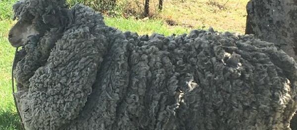 Баран по прозвищу Шрек II Баран по прозвищу Шрек II - Sputnik Кыргызстан