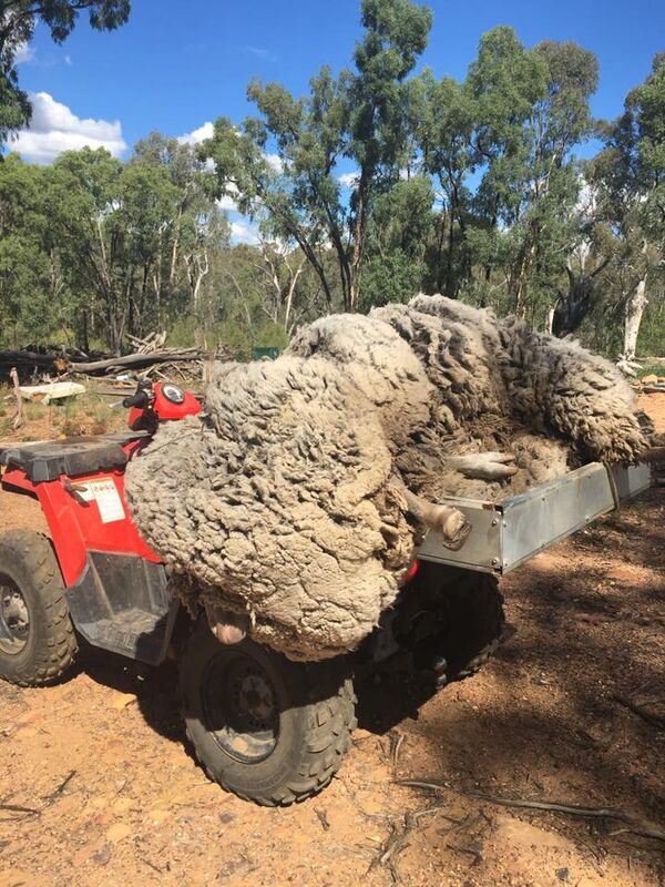 Баран по прозвищу Шрек II  - Sputnik Кыргызстан