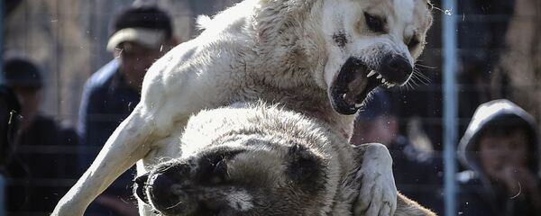 Собачьи бои в Бишкеке - Sputnik Кыргызстан