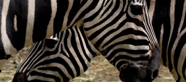Пополнение в частном зоопарке во Владивостоке Пополнение в частном зоопарке во Владивостоке - Sputnik Кыргызстан
