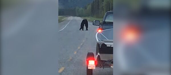 Унаа жолго туруп алып күрөшкөн эки аюу видеого түшүп калган - Sputnik Кыргызстан