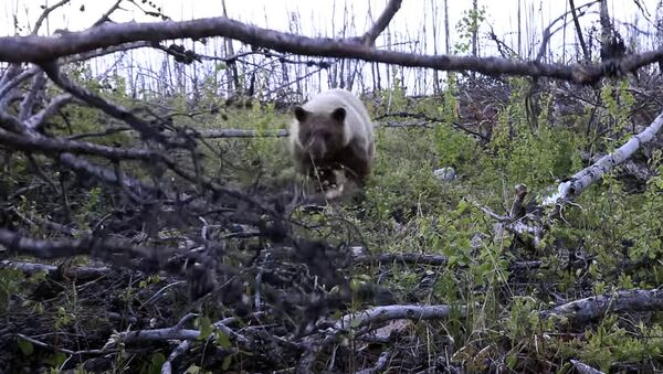 Медведица напала на охотников, пытавшихся убить ее детенышей. Видео - Sputnik Кыргызстан