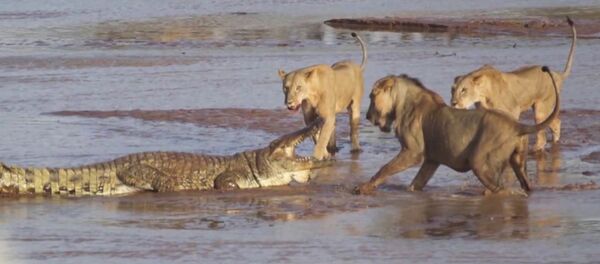 Трое львов напали на крокодила - Sputnik Кыргызстан