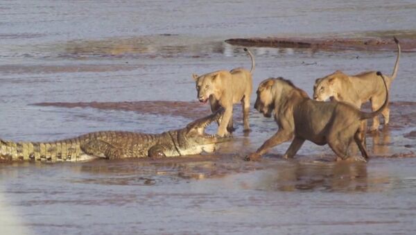 Трое львов напали на крокодила - Sputnik Кыргызстан
