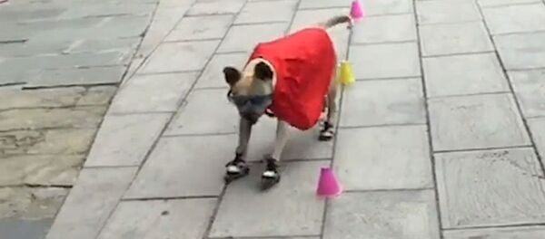 Шуулдап ролик тээп, өзгөчө трюктарды жасаган күчүк. Видео - Sputnik Кыргызстан