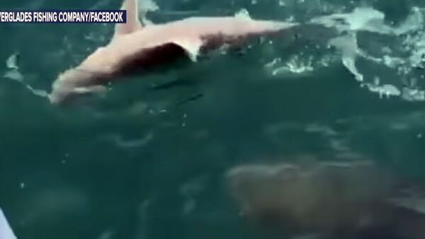 Гигантская рыба проглотила пойманную акулу на глазах у рыбаков — видео - Sputnik Кыргызстан