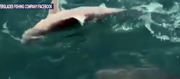 Гигантская рыба проглотила пойманную акулу на глазах у рыбаков — видео - Sputnik Кыргызстан