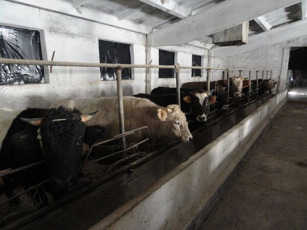 Быстрый откорм бычков на мясо: принципы ускоренного откармливания в домашних условиях