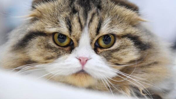Кошка породы шотландская вислоухая длинношерстная. Архивное фото - Sputnik Кыргызстан