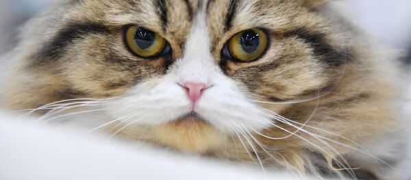 Кот. Архивное фото - Sputnik Кыргызстан