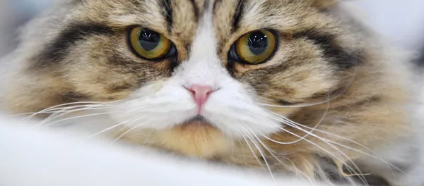 Кот. Архивное фото - Sputnik Кыргызстан