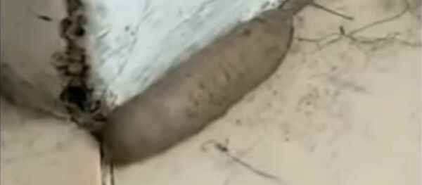 Странный крысочервь напугал жителей Великобритании — видео - Sputnik Кыргызстан