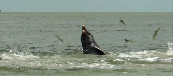 Такого вы от дельфинов точно не ожидали! Видео уникальной охоты - Sputnik Кыргызстан