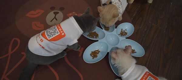 В китайском кафе коты помогают оплатить счет. Видео - Sputnik Кыргызстан