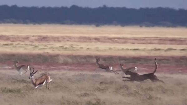 Разогнался до молниеносной скорости — видео охоты гепарда на газель - Sputnik Кыргызстан