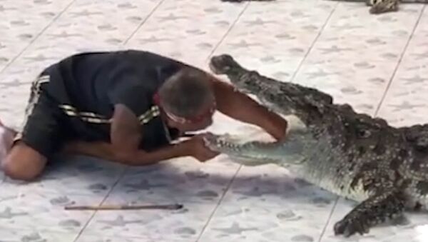 Крокодил едва не откусил руку дрессировщику на глазах у зрителей — видео - Sputnik Кыргызстан