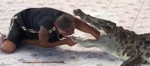 Крокодил едва не откусил руку дрессировщику на глазах у зрителей — видео - Sputnik Кыргызстан