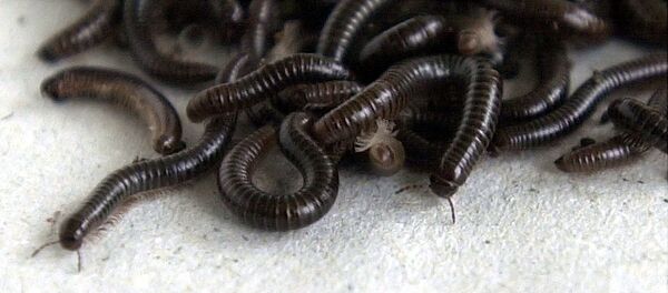 Многоножки. Архивное фото Многоножки. Архивное фото - Sputnik Кыргызстан