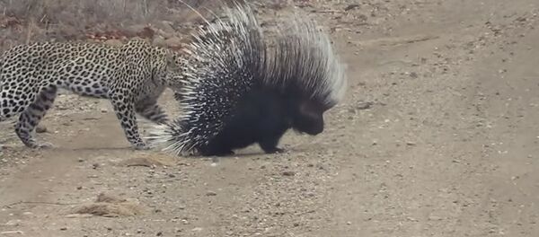 Кабыландын айласын кетирген чүткөр. Кармаштын видеосу - Sputnik Кыргызстан