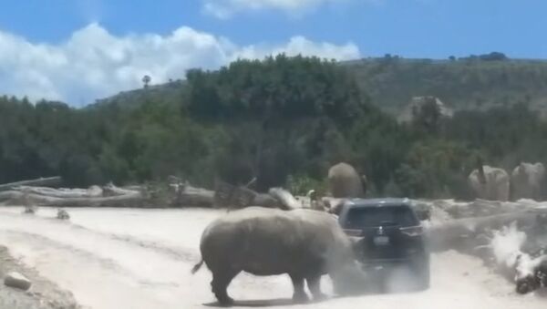 Едва не перевернул — носорог напал на машину туристов в Мексике. Видео - Sputnik Кыргызстан