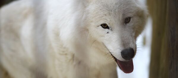 Карышкыр. Архив - Sputnik Кыргызстан