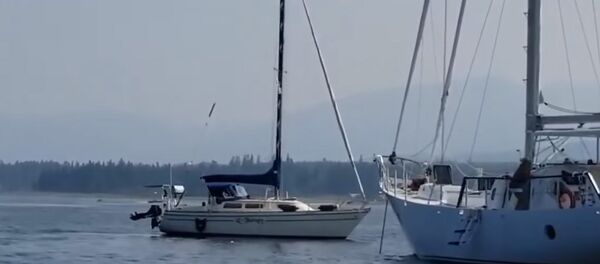 Авария в океане — косатка угнала яхту и столкнула ее с другим судном. Видео Авария в океане — косатка угнала яхту и столкнула ее с другим судном. Видео - Sputnik Кыргызстан