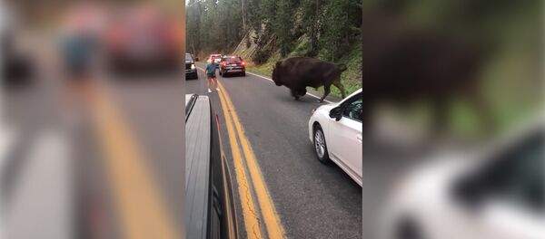 Мужчина устроил корриду с гигантским бизоном — впечатляющее видео Мужчина устроил корриду с гигантским бизоном — впечатляющее видео - Sputnik Кыргызстан