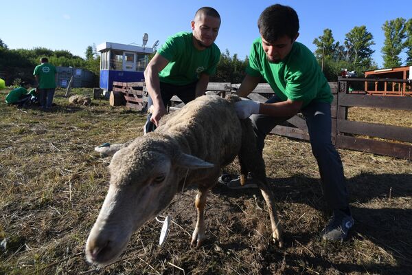 Празднование Курбан-байрама в регионах России - Sputnik Кыргызстан